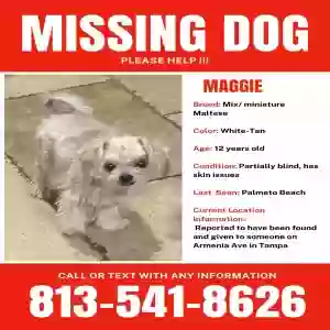lost female dog maggie