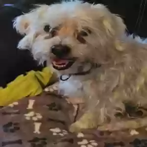 found female dog unknown