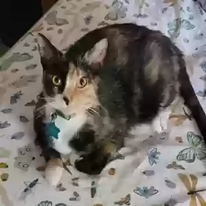 lost female cat yune