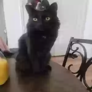 lost male cat waffles
