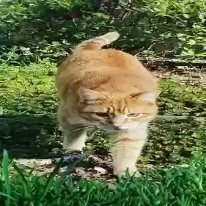 lost male cat tokoloshe