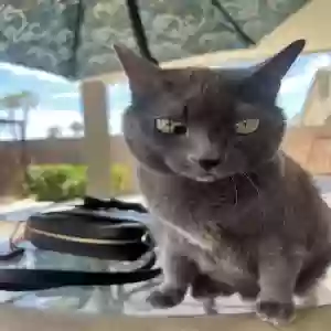 lost female cat zelda