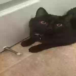 lost male cat reaper