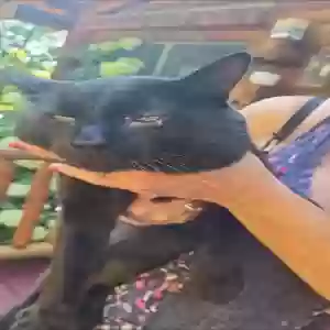 lost male cat binx