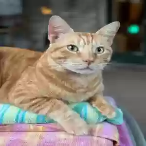 lost male cat henry