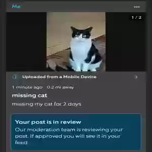 lost male cat oreo