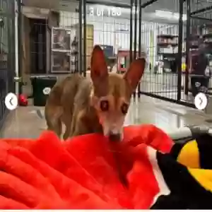 lost female dog unknown