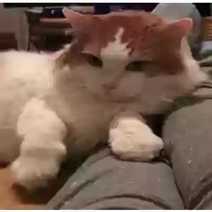 lost male cat maxx