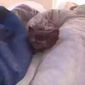 found female cat found pet