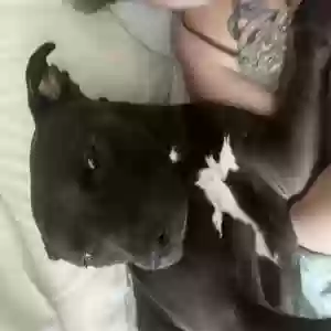 lost male dog indy