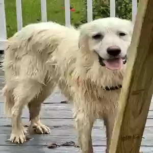 found male dog unknown