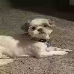 lost male dog kasey