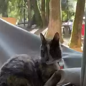 lost female cat moonshadow