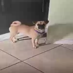 lost female dog nala