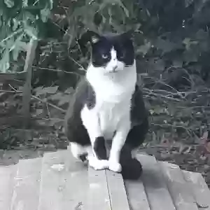 lost female cat gardenia