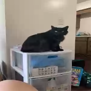 lost male cat cybergoth