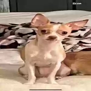 lost female dog gabby