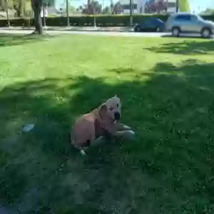 lost male dog unknown