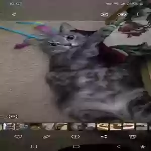 lost female cat molly