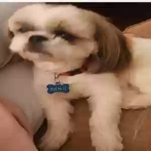 lost male dog benji