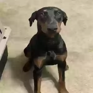 lost female dog freya