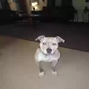 lost male dog buck