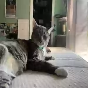 lost male cat rocket