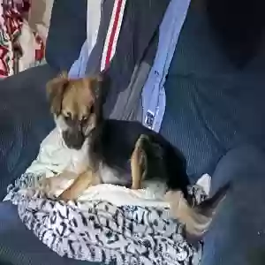 lost male dog scamp