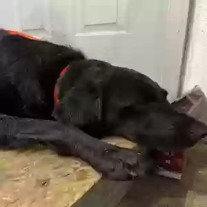 found male dog unknown