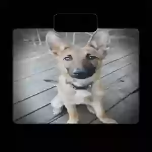 lost female dog camel