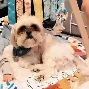 lost male dog otaku