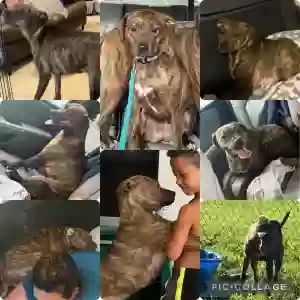 lost female dog unknown