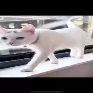 lost female cat winnie