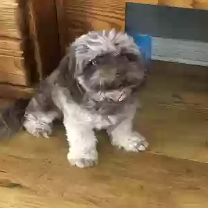 lost female dog bella