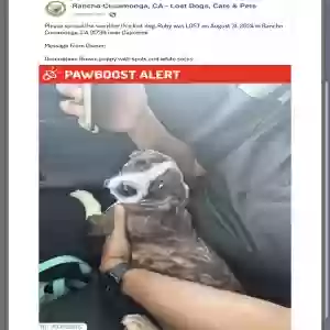 lost female dog ruby