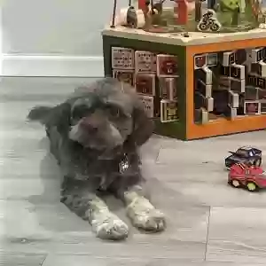lost female dog bella