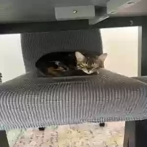 lost female cat nala