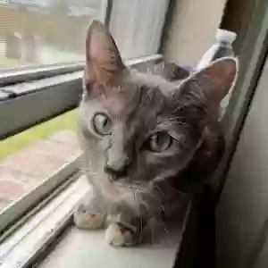 lost female cat nala