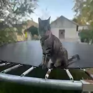 lost male cat unknown