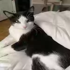 lost male cat magic frost