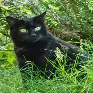 lost female cat panther