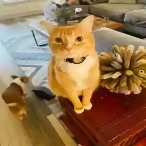 lost male cat ralph