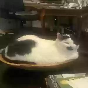 lost female cat heartly