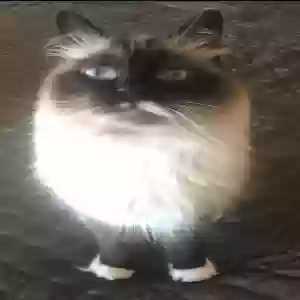 lost male cat vlekkie