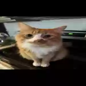 lost male cat martin