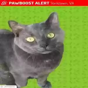 lost male cat dusty