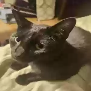 lost female cat lily