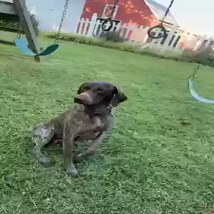 lost female dog gypsy