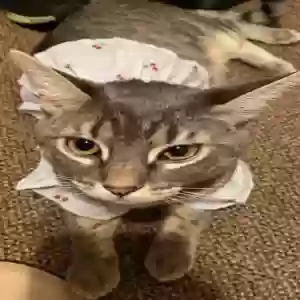 lost female cat lili