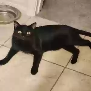 lost male cat bagherra